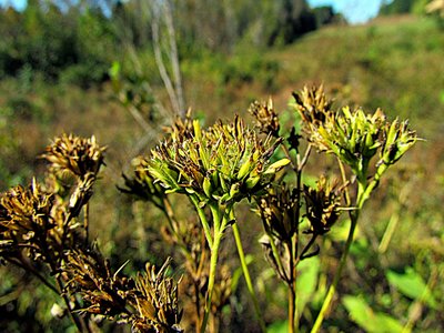 Yellow Crownbeard