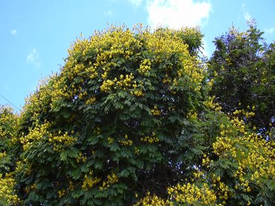 Yellow Flame Tree