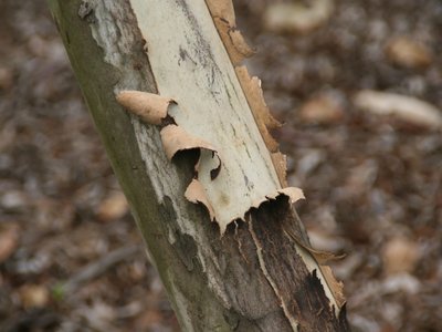Yellow Gum