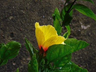 Yellow Hibiscus