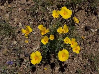 Yellow Ironwood