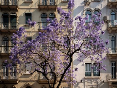 Yellow Jacaranda