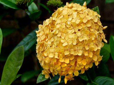 Yellow Jasmine