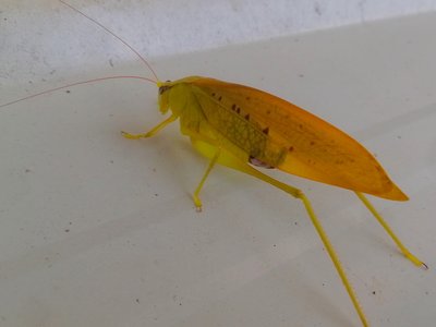 Yellow Katydid