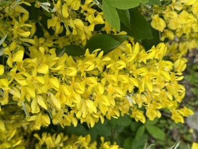 Yellow Laburnum