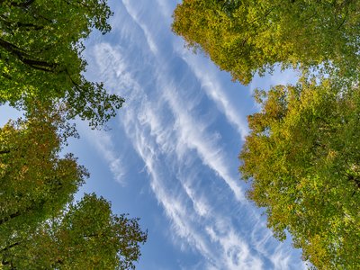 Yellow Linden
