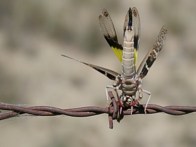 Yellow Locust