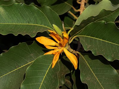 Yellow Magnolia