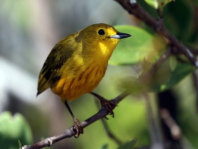 Yellow Mangrove