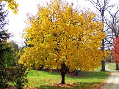Yellow Maple