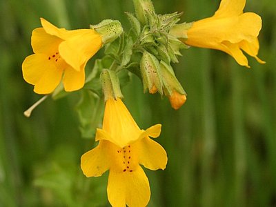Yellow Monkey Flower