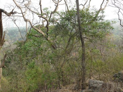 Yellow Morinda