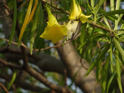 Yellow Oleander