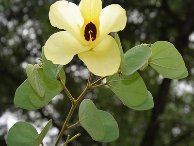 Yellow Orchid Tree