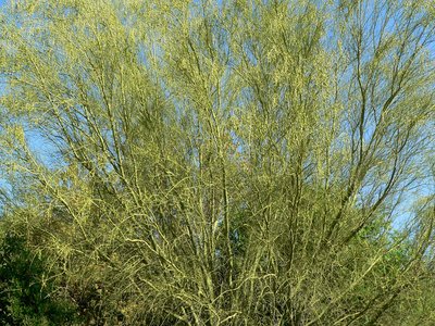 Yellow Palo Verde