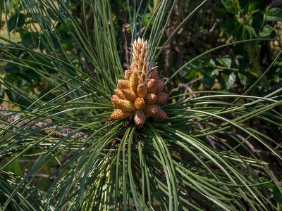 Yellow Pine