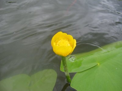 Yellow Pondlily