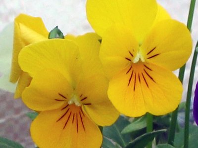 Yellow Princess Flower