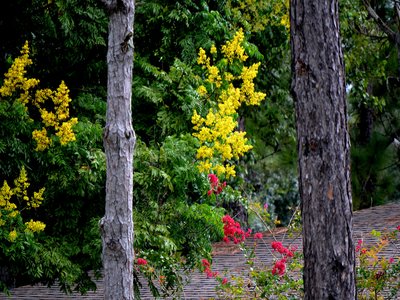 Yellow Raintree