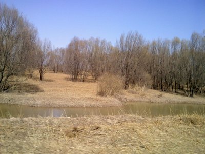Yellow River Willow