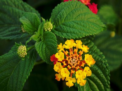 Yellow Sage