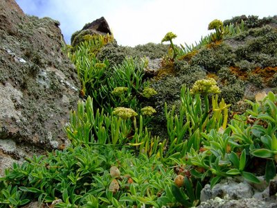 Yellow Salicornia