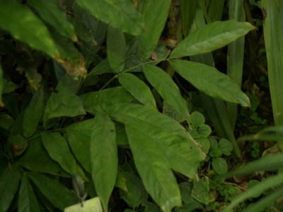 Yellow Saraca
