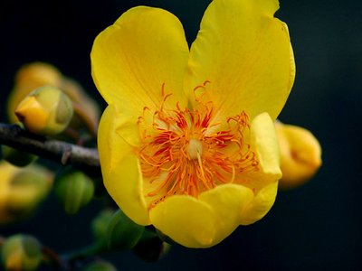 Yellow Silk Cotton Tree