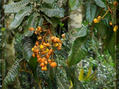 Yellow Tamarind