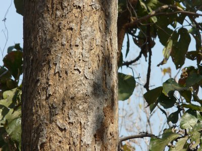 Yellow Teak