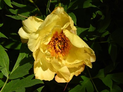 Yellow Tree Peony