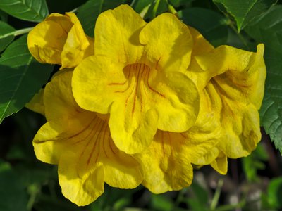 Yellow Trumpetbush
