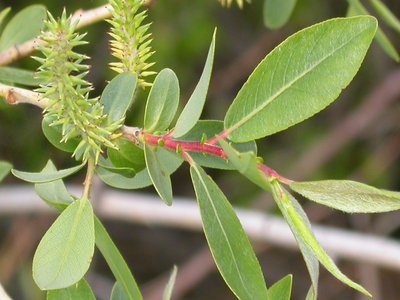 Yellow Willow