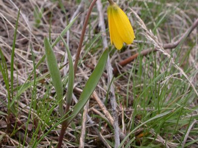 Yellowbell