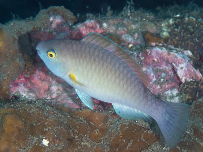 Yellowfin Parrotfish