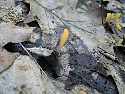 Yellowstalk