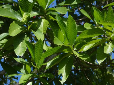 Yellowwood