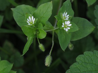 Yerba de Oreja
