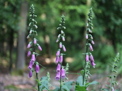 Yerba del Lobo