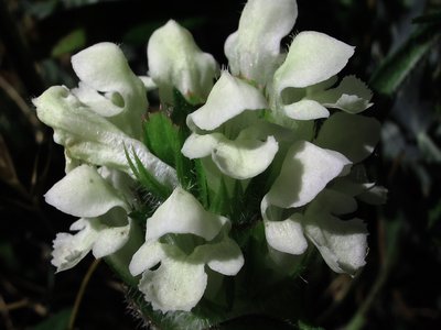 Yerba Doncella