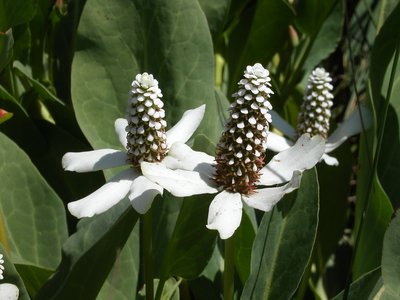 Yerba Mansa