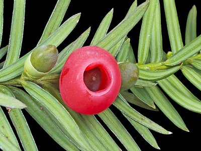 Yew