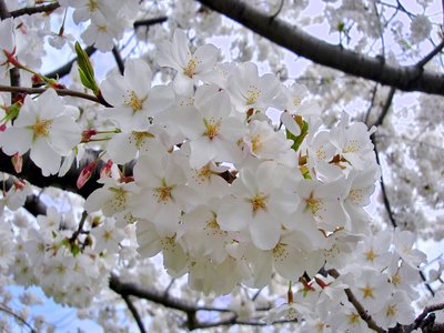 Yoshino Cherry
