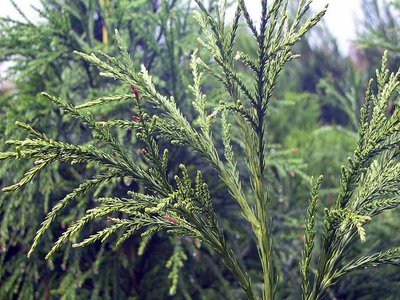 Yoshino Cryptomeria