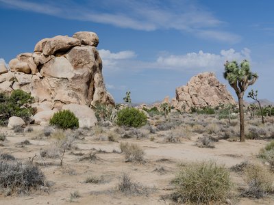 Yucca Brevifolia