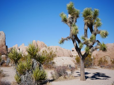 Yucca Schidigera
