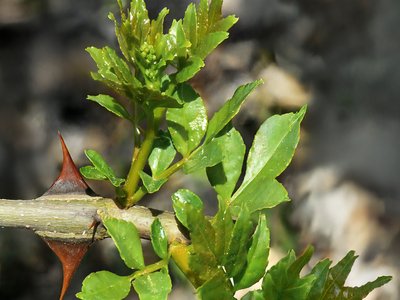 Zanthoxylum piperitum