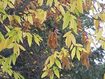 Zelkova carpinifolia