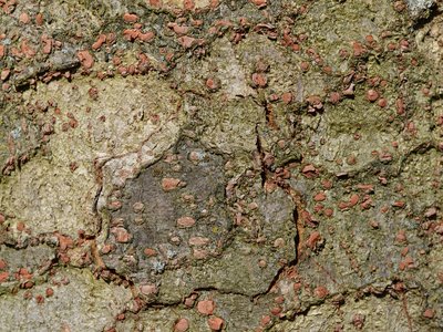 Zelkova serrata
