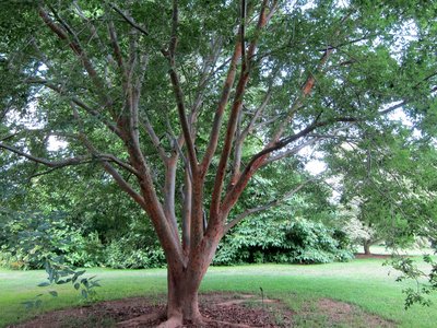 Zelkova sinica